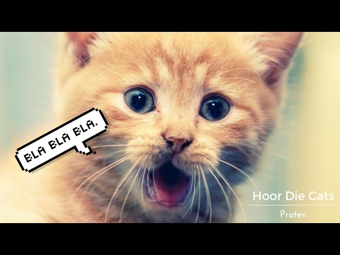 1Duidig Ft. Diggy Dex - Hoor Die Cats Praten