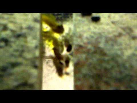 Tiger pistol shrimp "Alpheus bellulus"