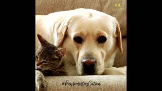 Pet Friendly Hotels