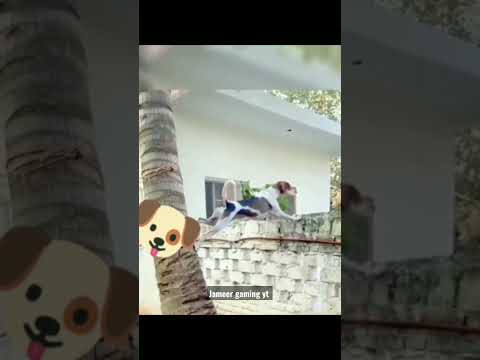 Funny dog's 🐕 #shorts