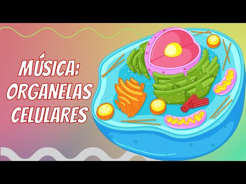 Jeito FÁCIL de APRENDER as FUNÇÕES das ORGANELAS celulares