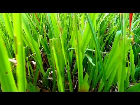 Babak Shayan feat. Strict Border - "Snake In The Grass"