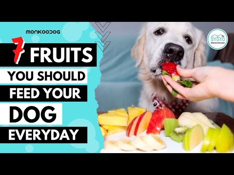 YouTube video about: Can dogs have golden berries?