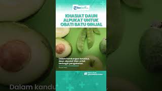 Manfaat Daun Alpukat untuk Kesehatan Tubuh, Mengobati Gejala Asma hingga Hipertensi