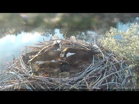 Hatching of Osprey Chick #1