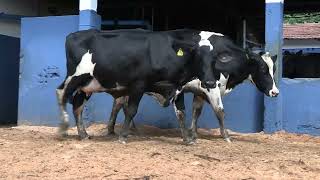 Vídeo 70 - 1ª ETAPA MEGA LIQUIDAÇÃO TOTAL AGROPECUÁRIA MARAJOARA - DIA 4 | GADO GIROLANDO E HOLANDÊS