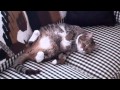 Keyser Sleeptime