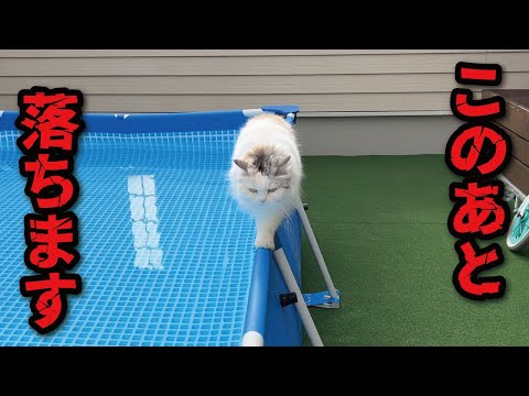 [Sad news] My cat fell into the pool again... [Cat speaking in Kansai dialect] [Cat dubbing]