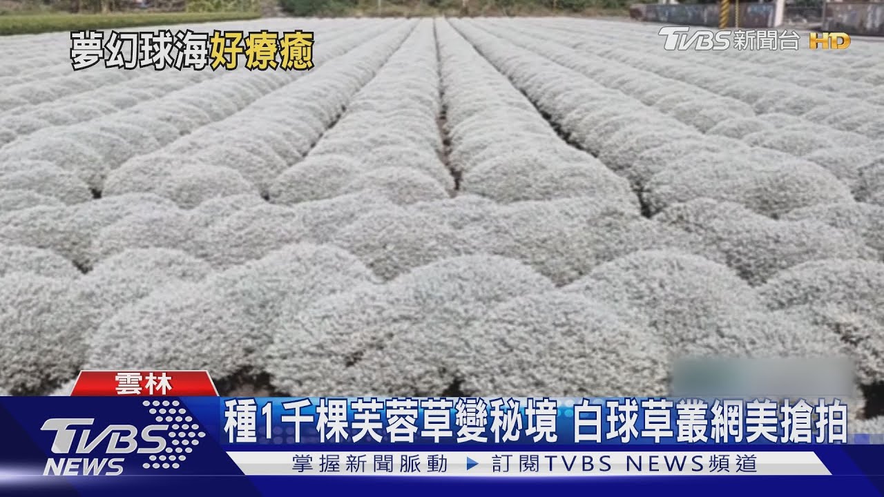 種1千棵芙蓉草變秘境 白球草叢網美搶拍
