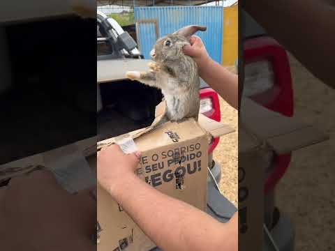 Passando pela cidade de Senador Firmino, vi uns coelhos gigantes e resolvi trazer pra fazenda!