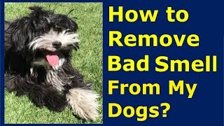 How To Remove Bad Smell From My Dog? | Healthy Clean Pet