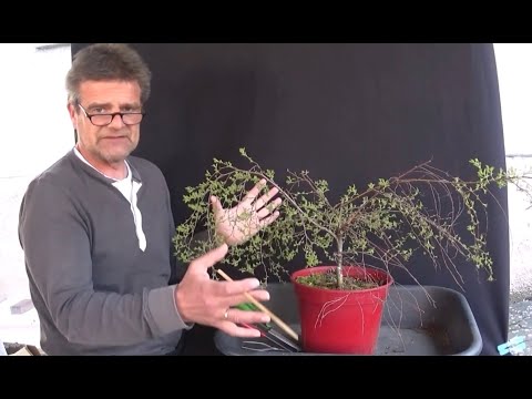 Bonsai 2020-30 - Zwergbirke - Betula pendula karaca - eine Birke wird vom Strauch zum Baum