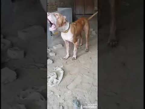 Bully trainning grahi sampla