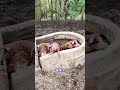 Jeremy Clarkson Opens Up About His Heartbreak Over Farming Piglets
