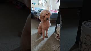 play this sound to see your dog reaction #dog #doglover  #poodle