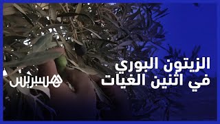 تأثر محصول زراعة شجر الزيتون البوري في منطقة اثنين الغيات نواحي آسفي thumbnail