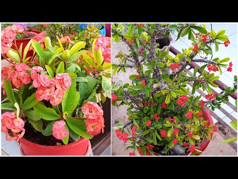 , title : 'How to Grow and Care Euphorbia milii - Semi Succulent Plant || Fun Gardening'