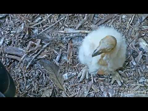 Big Sur California Condors ~TOTAL CUTENESS! 🐥Two Week Old Chick ~Bald Head, Big Feet & FLUFFY 5.8.20
