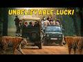 They Surrounded Our Jeep 3 Tiger Sightings In Tadoba Kolara Zone Safari ExplorerNaba