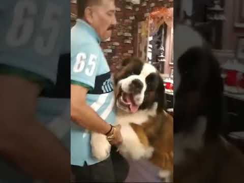 Happy birthday 😊 🎂 to VEDO 🐕 2022