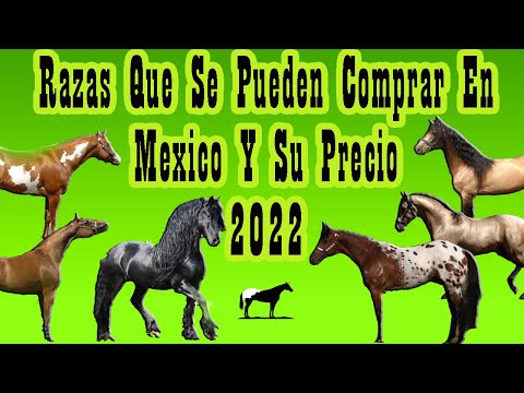 , title : 'Precios Y Razas De Caballos En México (2022)🐴-Del Cerro Soy'