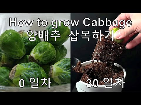 , title : '양배추를 심어서 양배추 키우기｜양배추 삽목하기｜How to grow #1 cabbage'