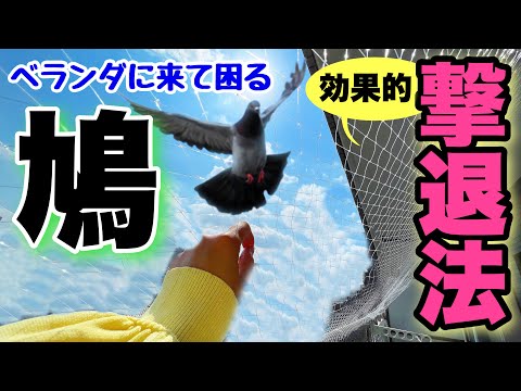 鳩を追い出す方法