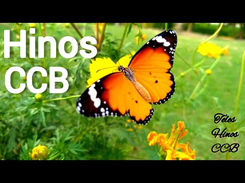 Hino CCB cantado e tocado #hinos #ccb #louvores  07/02/2023