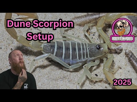 Škorpión dunový (Smeringurus mesaensis) — video o chove a starostlivosti