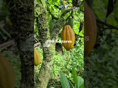 Fazenda em Igrapiúna, Bahia