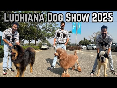 LUDHIANA DOG SHOW 2025 🔥 200 PLUS DOGS IN SHOW LIKE STANDARD POODLE🐩ROTTWEILER 🖤AND DOGO ARGENTINO