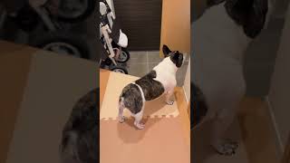 勘違いするフレブル