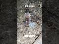 1 To 30 Days Grow Baby Pigeon Pigeon Trending Birds Grow
