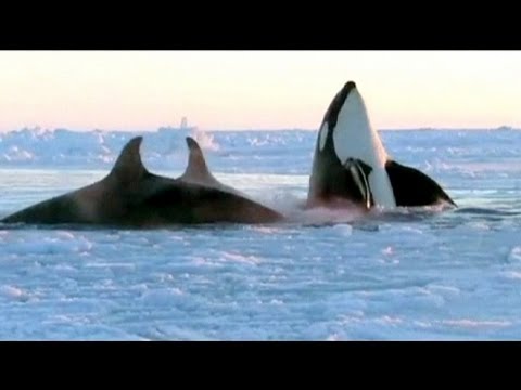 Ice cool orcas escape Hudson Bay death t