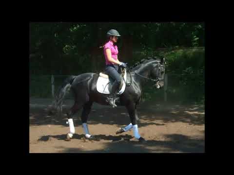 POPCORN WE 12j. FEI-Pony for sale
