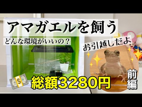 アメエレガ・パルヴラ