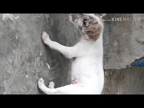 YouTube video about: Can dogs eat spring rolls?