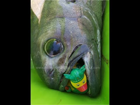 slow jigging for gemfish at browns mountain Sydney on 7-4-2019