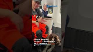 Turkish Airlines Apresiasi Anjing Heroik yang Bantu Evakuasi Gempa Turki, Beri Pelayanan Kelas Satu