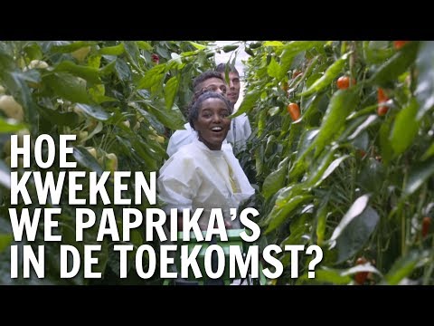 , title : 'Hoe kweken we paprika's in de toekomst? | De Buitendienst over de Paprika'