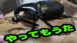 【カブトムシ】ヘラクレスオオカブト 掘り出し 2022年3月中旬