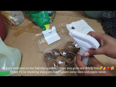 planting 🍋 & 🍏 seeds + How I grow my own organic veggies & herbs in Canada🇨🇦