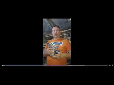 Campion columbofil dl Caplea Doru Mehedinti Romania prezentare porumbita RO 704453 2021 F iulie 2022