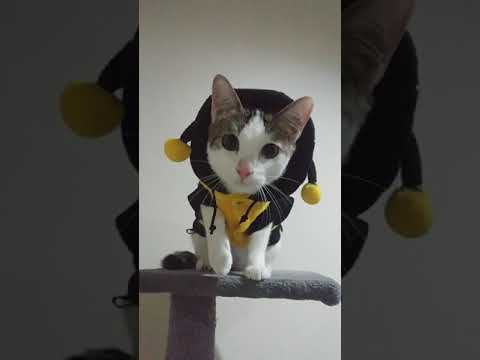 Cat Pictorial feat. Elmer