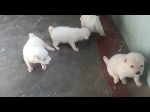 puppies for sale best price contact+91 90470 80975