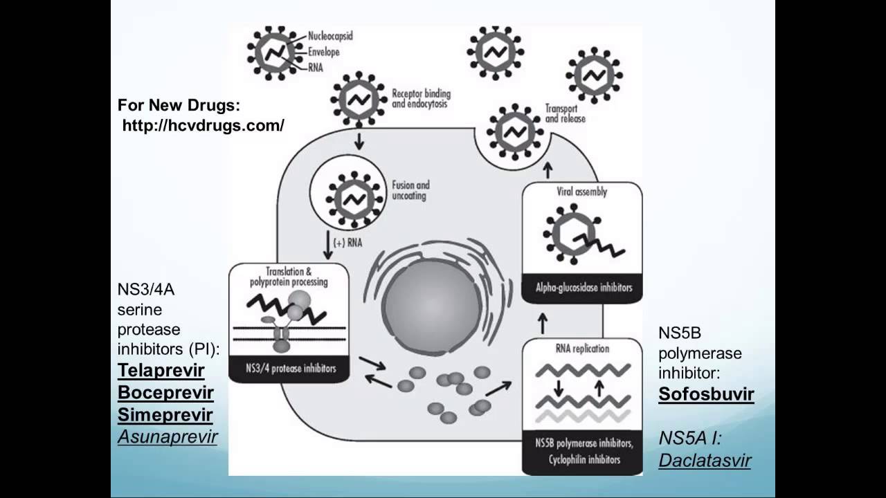 Hepatitis C in the Modern Age: It's Importance and Implications -- Jamie Morano, MD