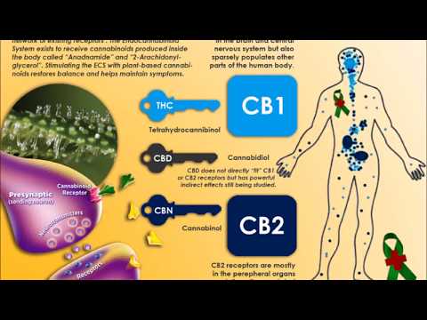 Not Guilty - In Memory of Franco Loja