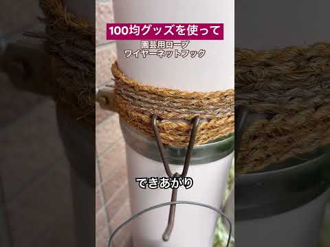 ピレア 吊り下げ植物 多肉植物 多肉植物 屋内 メンテナンスが簡単