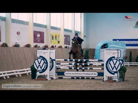 Cape Calidus v. Casall x Calido I