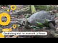 Schildpad eet vogel op: 'Dit is uniek'